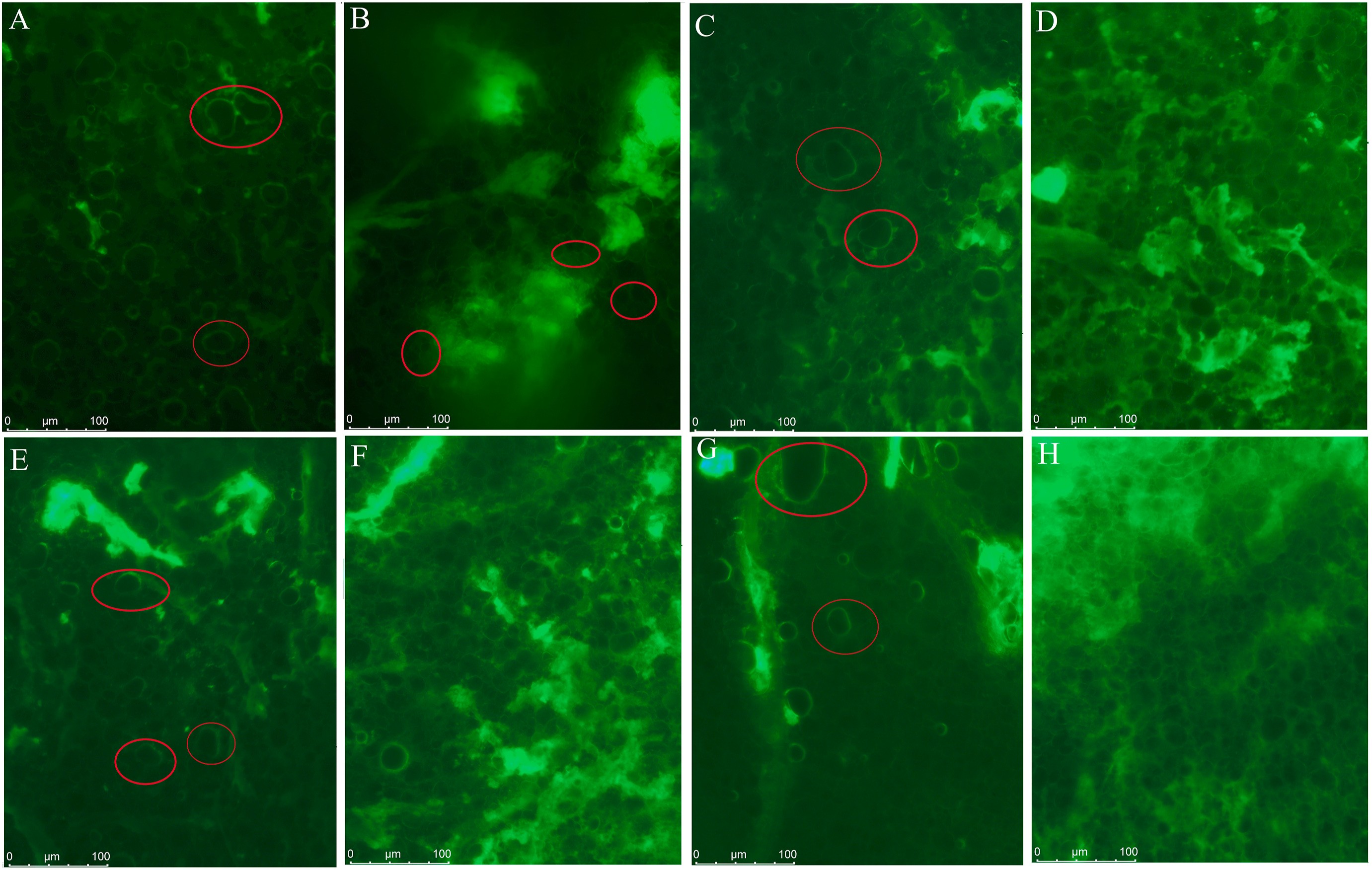上海腾拔质构仪助力南京中医药大学在LWT发表关于冷冻面团的研究论文
