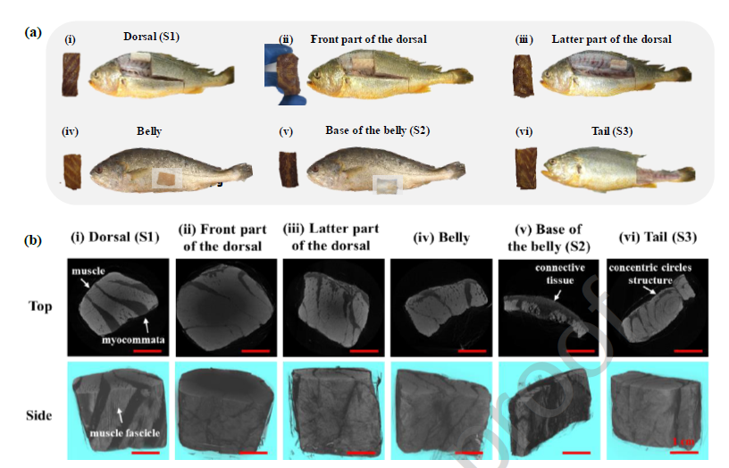 image.png 上海腾拔质构仪助力浙江大学发表关于3D打印植物基鱼肉的国际期刊论文
