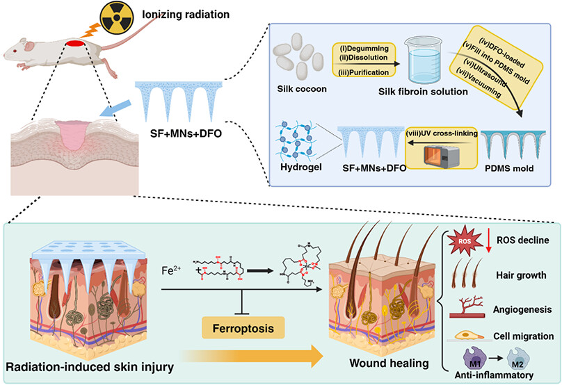 images_large_am4c21589_0009.jpeg 上海腾拔质构仪再次助力苏州大学发表关于微针的国际期刊论文
